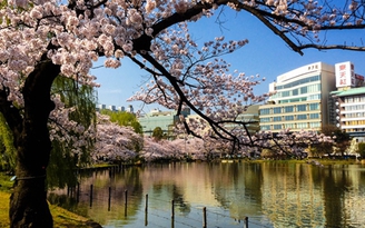 Tokyo mùa hoa anh đào nở