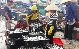Ngư dân 'săn' cá nục kiếm hàng chục triệu đồng mỗi ngày