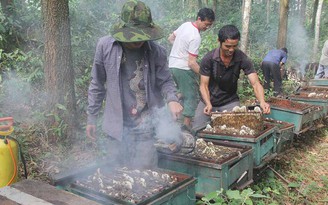 Rong ruổi cùng đàn ong đi lấy mật