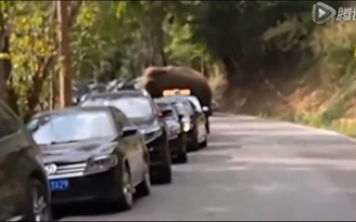 'Thất tình', chú voi phá hàng chục xe trong ngày lễ tình nhân
