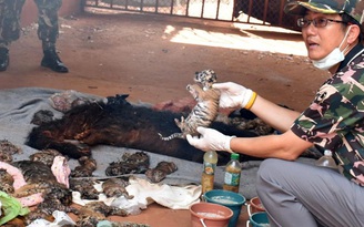 Phát hiện 40 xác hổ con trong đền thiêng ở Thái Lan