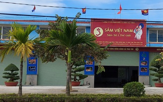 Kon Tum: Công ty sâm Việt Nam 'nổ' về diện tích sâm Ngọc Linh