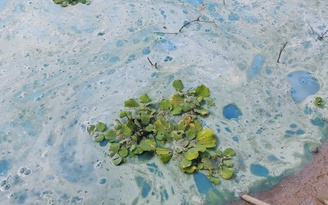 Sở TN-MT tỉnh Kon Tum: Nước hồ Ya Ly chuyển màu là do hiện tượng tảo nở hoa