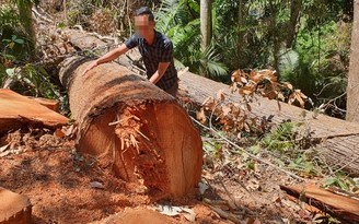 Kon Tum: 11 tháng xảy 83 vụ phá rừng, thiệt hại trên 32 ha rừng