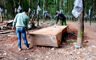 Thấy gỗ lớn dưới ruộng, dân xin phép xã khai thác: Bỏ 90 triệu đào lên thì công an tạm giữ