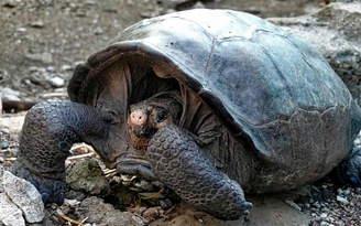 Rùa khổng lồ tuyệt chủng cách đây 100 năm bất ngờ xuất hiện ở Galápagos