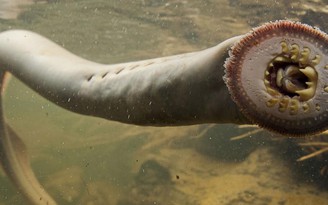 Phát hiện loài 'lươn hút máu' kỳ dị sau 20 năm săn lùng