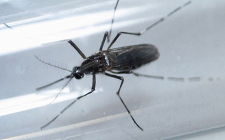 Dân Mỹ còn chủ quan về vi rút Zika