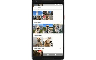 Google Photos giúp tìm nhanh ảnh thú cưng