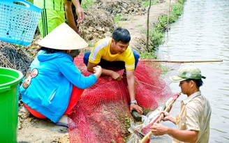 Nuôi cá lóc bông cho thu nhập khá