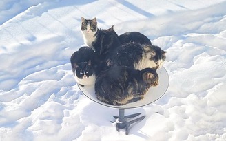 Mèo sử dụng ăng-ten 500 USD của Starlink để sưởi ấm