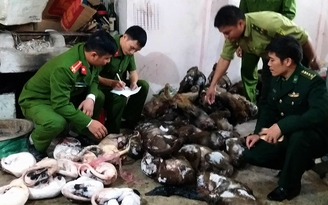 Bắt giữ một đầu nậu buôn bán động vật hoang dã