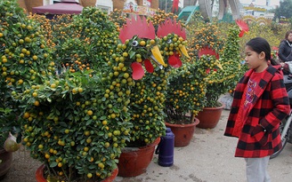 Nghệ An: Quất kiểng hình con gà bán chạy nhất chợ hoa Tết