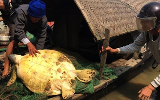 Ngư dân Hà Tĩnh bắt được rùa vàng quý hiếm dài 1 m