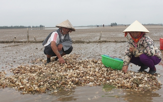 Người dân Hà Tĩnh điêu đứng vì ngao chết hàng loạt