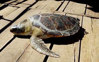 Thả rùa quý hiếm nặng 40 kg mắc lưới ngư dân về biển