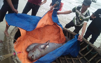 Phát hiện xác 2 con cá voi dạt vào bờ khi đang tìm ngư dân mất tích