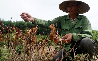 Hà Tĩnh: Chờ mưa, hàng chục ha chè chết cháy