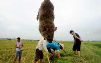 Về Nghệ An săn chuột đồng