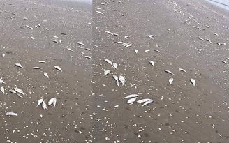 4 km bờ biển Hà Tĩnh đầy cá chết