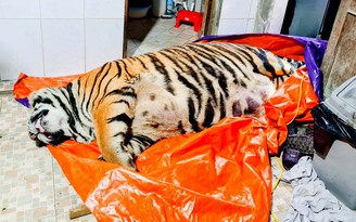 Hà Tĩnh: Phát hiện con hổ nặng 250 kg tại nhà dân