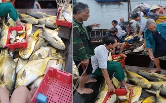 Một ngư dân ở Hà Tĩnh trúng đậm mẻ cá chim vàng trị giá hơn 600 triệu