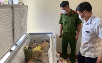 Hà Tĩnh: Phát hiện xác một con hổ đông lạnh nặng 160 kg trong nhà dân