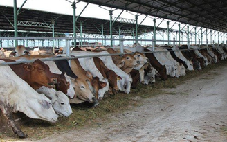 Dự án nuôi bò nghìn tỉ ở Hà Tĩnh hoạt động lại sau đại án tại BIDV