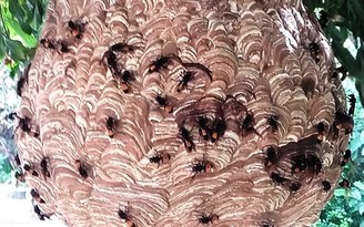 Hà Tĩnh: Bị ong đốt tử vong khi đi lấy củi trong rừng