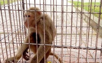 Hà Tĩnh: Người dân bắt được 1 con khỉ vàng quý hiếm trong vườn nhà