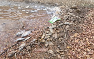Cá diếc, rô phi chết trong hồ cấp nước cho 47.000 hộ dân ở Hà Tĩnh