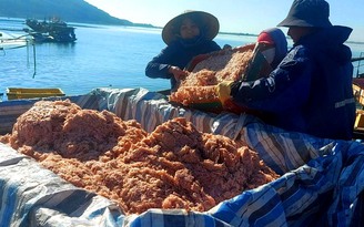 Ngư dân trúng lớn hải sản sát Tết Quý Mão 2023, thu 3-5 triệu đồng/ngày