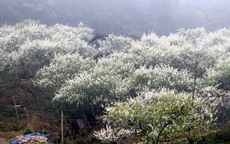 Ngắm hoa mận trắng tinh khôi giữa cao nguyên Mộc Châu