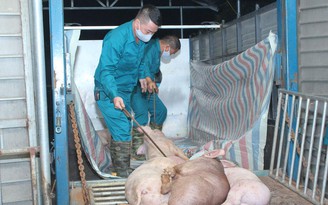 Kiểm tra hành vi xả thải, phát hiện ổ dịch tả lợn châu Phi tại lò mổ