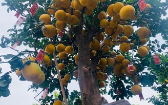 Cận cảnh cây bưởi bonsai 90 triệu đồng ở Hưng Yên