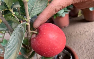 Cây bạch thiên hương ‘mọc’ táo đỏ từ thân hút khách chơi tết