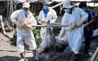 Việt Nam là nước đầu tiên sản xuất thành công vắc xin dịch tả lợn châu Phi