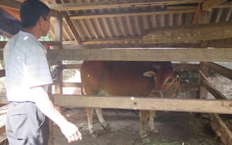 Thái Nguyên phát hiện 'bệnh lạ' trên đàn trâu, bò