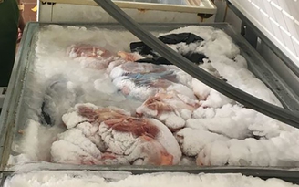Triệt phá điểm giết mổ, bán thịt lợn nhiễm dịch bệnh ở Thái Nguyên