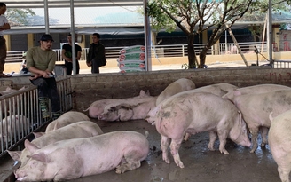 Chính phủ yêu cầu Bộ NN-PTNT kiểm điểm vì giá thịt lợn tăng quá cao