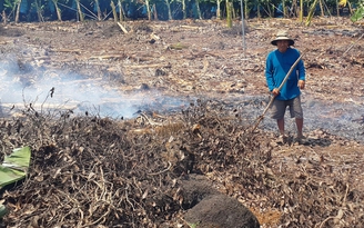 Vẫn chưa biết thương lái Trung Quốc mua rễ hồ tiêu để làm gì