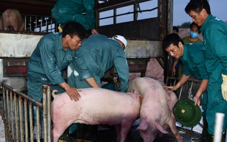 Vì sao cho phép nhập khẩu lợn sống Thái Lan về Việt Nam?
