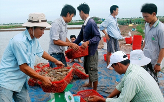 Lợi dụng bão số 16, thương lái ép giá thu mua tôm