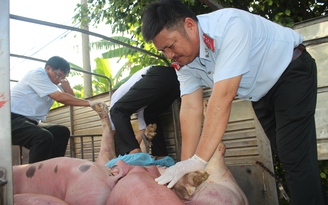Bắt xe tải chở 1,2 tấn lợn nghi nhiễm dịch tả lợn châu Phi