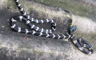Ngày mới với tin tức sức khỏe: Bị rắn độc cắn, có nên dùng miệng hút nọc?