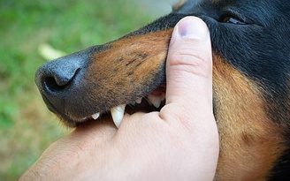 Bị chó cắn nhẹ ở ngón tay có nên tiêm vắc xin phòng dại không?