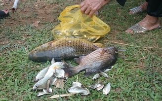 Cá chết trên sông Sa Lung là do... không thở được