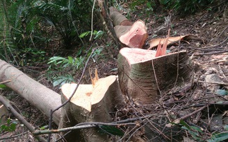 'Tranh thủ' chặt cây rừng