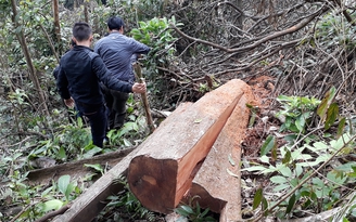 Kiểm tra việc phá rừng phòng hộ Hướng Hóa - Đakrông
