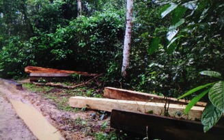 'Chảy máu' rừng Đakrông, Quảng Trị lập chốt chặn quy mô cấp tỉnh bảo vệ rừng